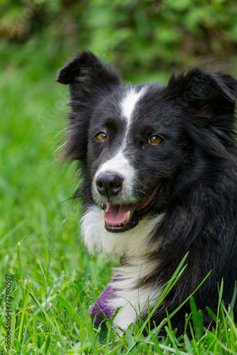 Close-Up of a Happy Black and White Border Collie Dog Sitting on Green Grass Outdoors