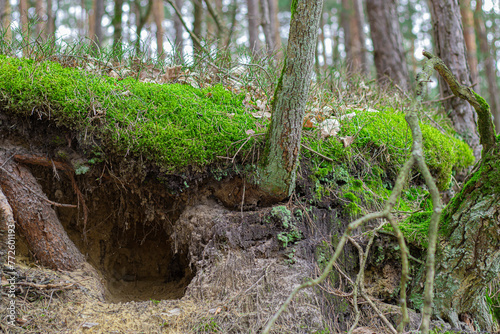 Green moss trees. Forest animal burrow