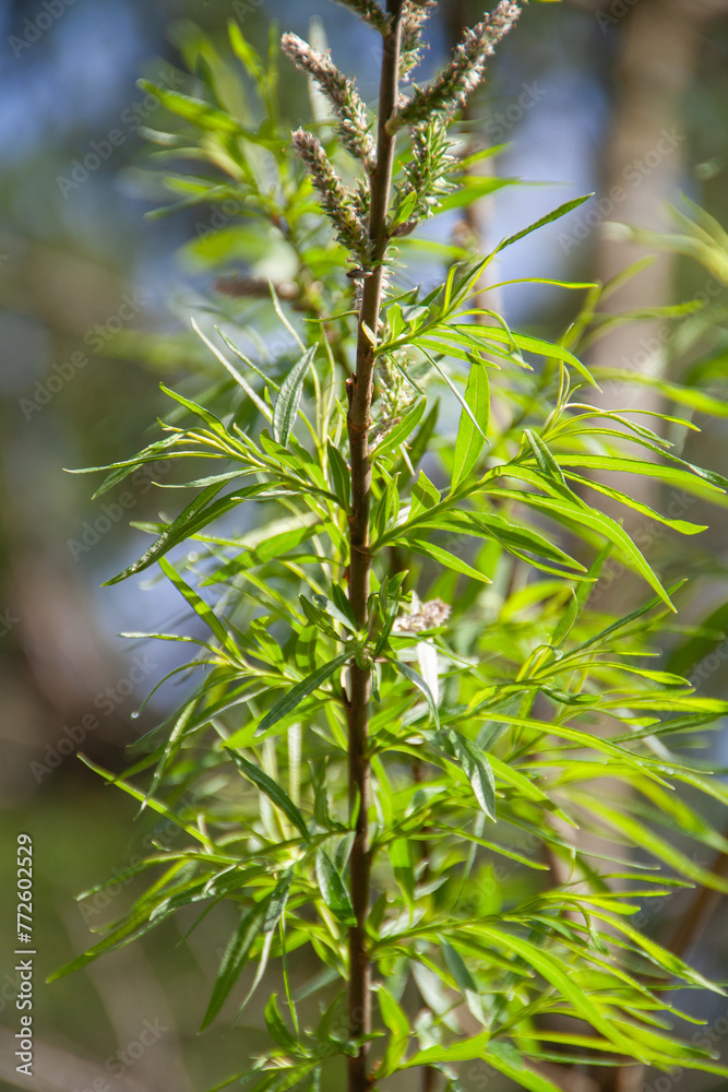 Naklejka premium Salix viminalis closeup