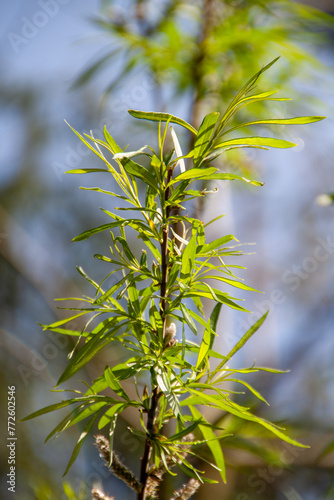 Salix viminalis photo