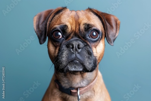 Fawn Boxer dog with wrinkled snout staring at camera against blue backdrop photo