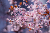 Spring day. Spring nature. Branches of blossoming cherry with soft focus on light blue sky background in sunlight. Beautiful floral image of spring nature. White flowers the fruit tree.