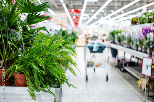 Empty Row Of Supermarket With Home Plants And Flowers photo