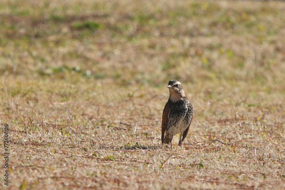 dusky thrush in a field dusky thrush in a field