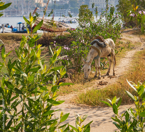 donkey left to graze on the east bank of the Nile River near Luxor, Egypt 
