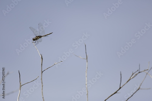 libélula en vuelo