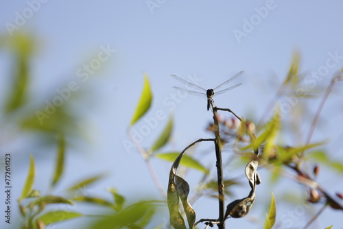libélula en vuelo