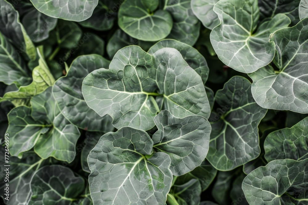 Close Up of a Plant With Green Leaves Close Up of a Plant With Green Leaves