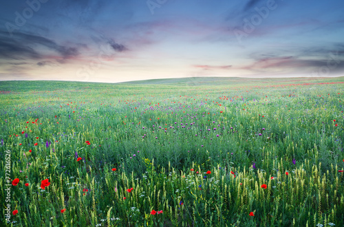 Spring meadow of violet flower. © Andrii Salivon