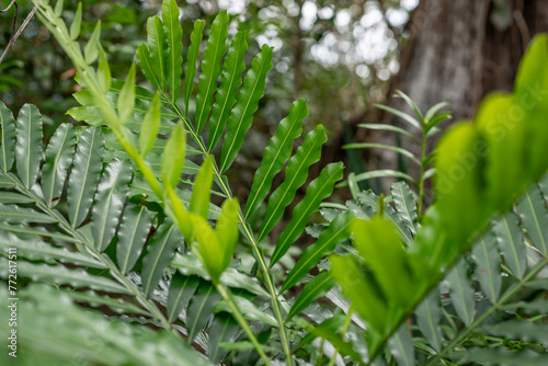 Pu'u Ma'eli'eli Trail, Honolulu Oahu Hawaii.  Filicium decipiens, called the ferntree, fern tree or fern leaf tree, is a species of Filicium found in east Africa, Madagascar, India and Sri Lanka.  photo