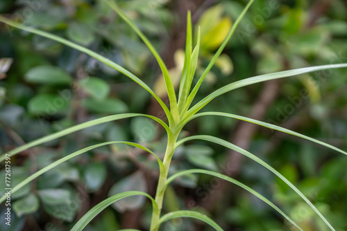 Arundina graminifolia is a species of orchid and the sole accepted species of the genus Arundina. bamboo orchid. Pu'u Ma'eli'eli Trail, Honolulu Oahu Hawaii.