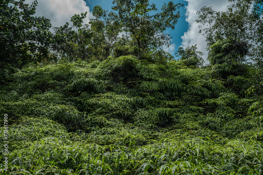 Uluhe Dicranopteris linearis is a common species of fern known by many common ...