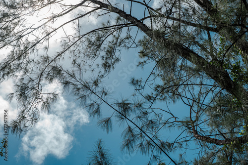 Casuarina equisetifolia, coastal she-oak, horsetail she-oak, ironwood, beach sheoak, beach casuarina or whistling tree. Pu'u Ma'eli'eli Trail, Honolulu Oahu Hawaii.  photo
