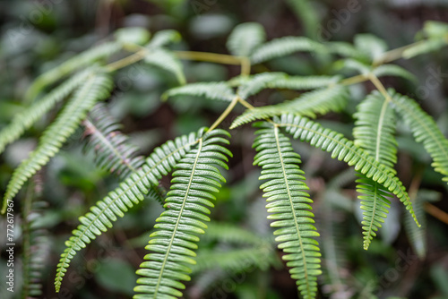 Dicranopteris linearis is a common species of fern known by many common names, including Old World forked fern, uluhe (Hawaiian), and dilim (Filipino).  Pu'u Ma'eli'eli Trail, Honolulu Oahu Hawaii. photo