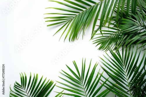 Palm tree leaves isolated on white background  tropical beach mockup overlay  summer frame