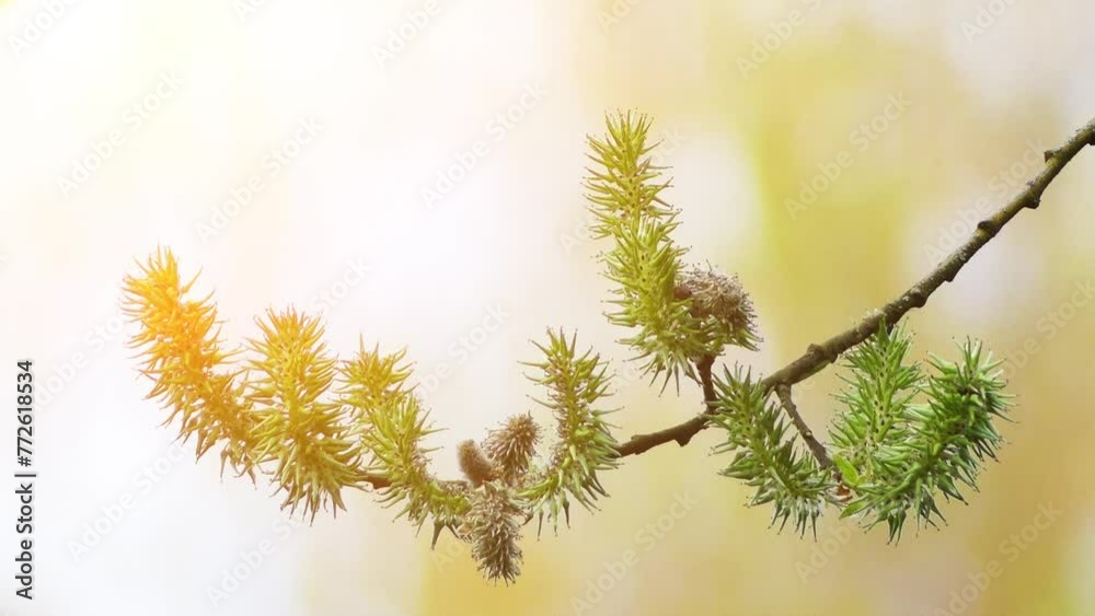 Salix triandra, with common names almond willow Salix triandra, with common names almond willow