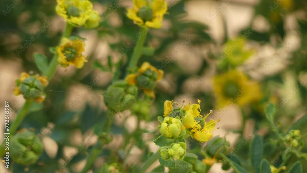Ruta chalepensis, Rutaceae Ruta chalepensis, Rutaceae