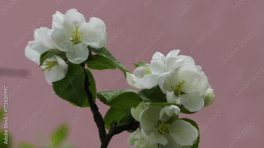 Apple tree in bloom. Apple is edible fruit produced by apple tree (Malus domestica). Apple trees are cultivated worldwide and are most widely grown species in genus Malus. Apple tree in bloom. Apple is edible fruit produced by apple tree (Malus domestica). Apple trees are cultivated worldwide and are most widely grown species in genus Malus.