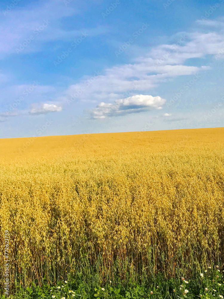Golden oat field ripened under a blue sky