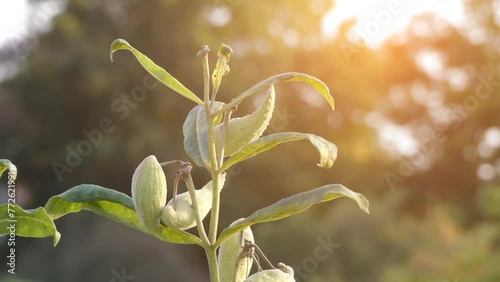 Asclepias syriaca, commonly called common milkweed, butterfly flower, silkweed, silky swallow-wort, and Virginia silkweed, is a species of flowering plant. photo