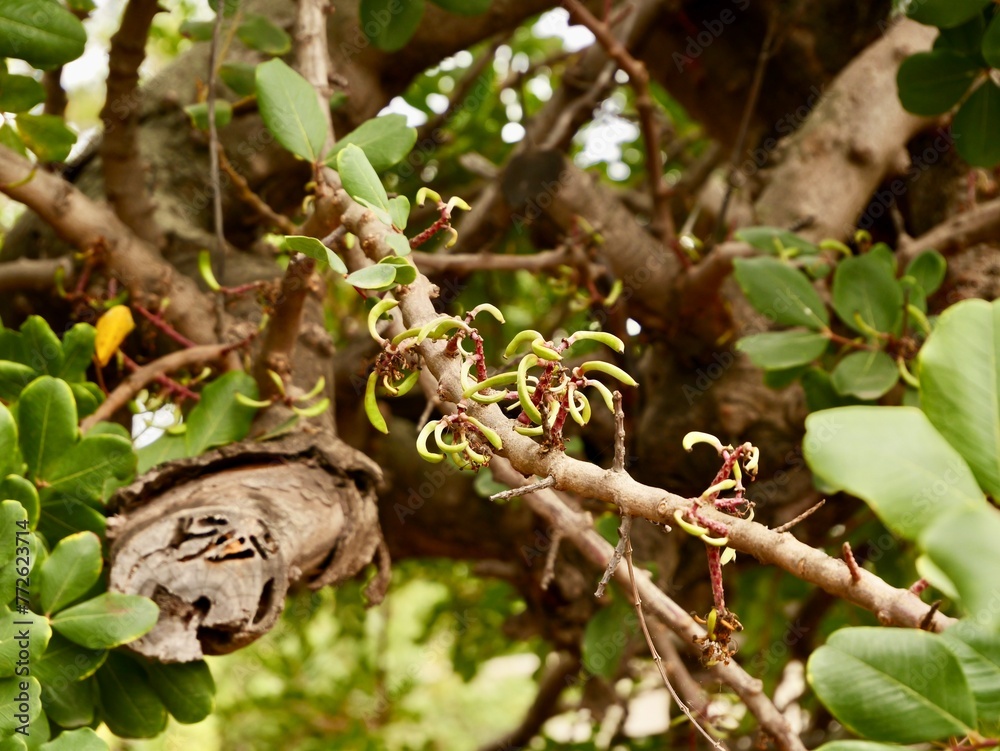 The carob (Ceratonia siliqua) tree and fruits, family Fabaceae, Spain The carob (Ceratonia siliqua) tree and fruits, family Fabaceae, Spain