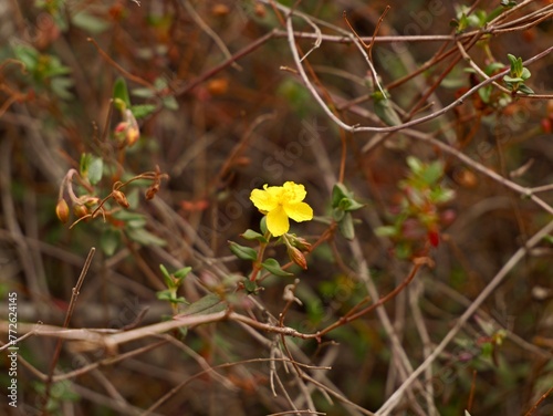 Flowering rock rose, sunrose, rushrose, or frostweed (Helianthemum marifolium), mountains near Mediterranian cost of Spain photo