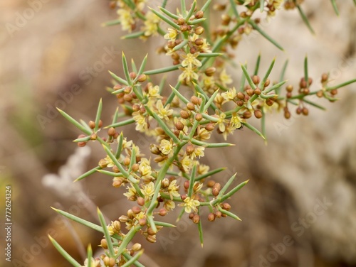 Flowers and fruits of Asparagus (Asparagus horridus),  family Asparagaceae, Mediterranian cost of Spain