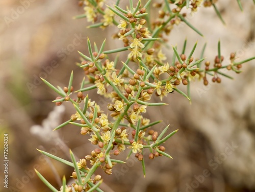 Flowers and fruits of Asparagus (Asparagus horridus), family Asparagaceae, Mediterranian cost of Spain