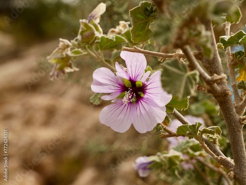 Pink flowers of the tree mallow (Malva arborea), Mediterranian cost of Spain