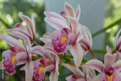 A captivating cluster of pale pink orchids with prominent spotted patterns and inviting yellow centers, set against a verdant backdrop