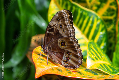 A beautiful Owl Butterfly, known for its eye-like spots, rests gracefully on a vibrant croton leaf in a lush garden setting