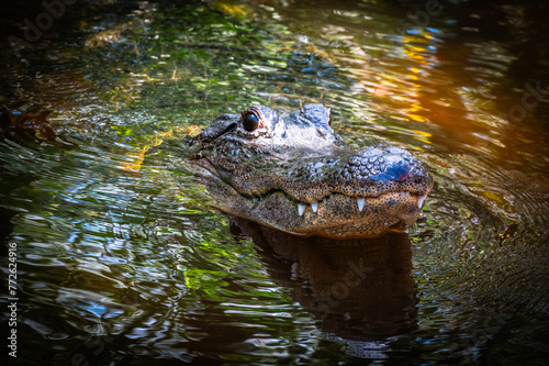 Everglades alligator