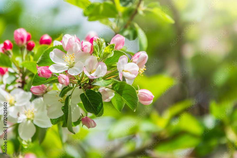 Obraz premium Fresh pink flowers of a blossoming apple tree with blured background