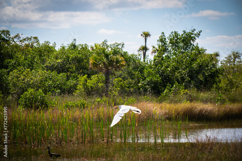 Everglades Great Egret