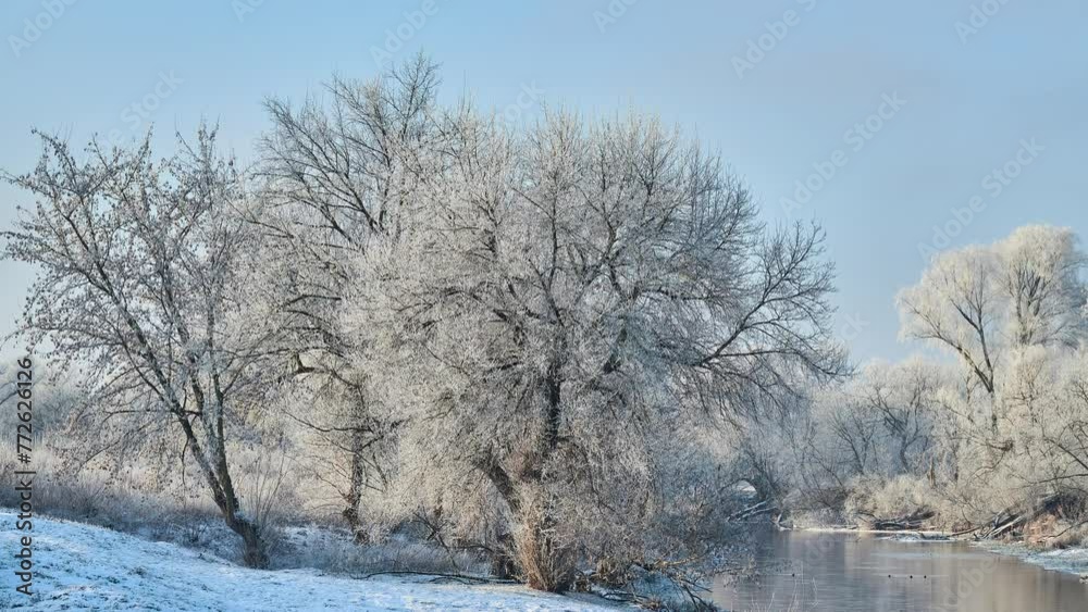 Ducks float along the river in the winter park. Trees are covered with annea. Sunny frosty day. Ducks float along the river in the winter park. Trees are covered with annea. Sunny frosty day.