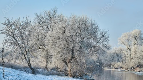 Wallpaper Mural Ducks float along the river in the winter park. Trees are covered with annea. Sunny frosty day. Torontodigital.ca