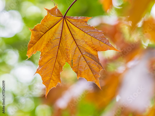 Tree branch with dark red leaves, Acer platanoides, the Norway maple Crimson King. Red Maple acutifoliate Crimson King, young plant with green background. photo