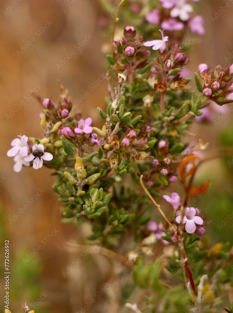 Winter torch, winter thyme (Thymus hyemalis subsp. hyemalis), family Lamiaceae, Spain Winter torch, winter thyme (Thymus hyemalis subsp. hyemalis), family Lamiaceae, Spain