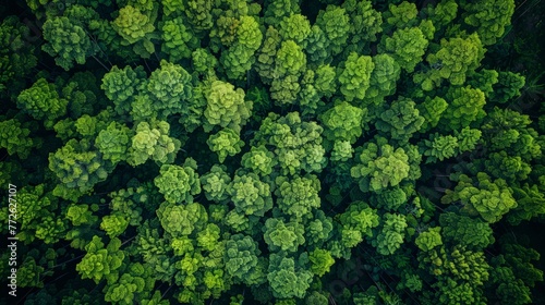 Aerial top view forest tree, Rainforest ecosystem and healthy environment concept and background, © chanidapa