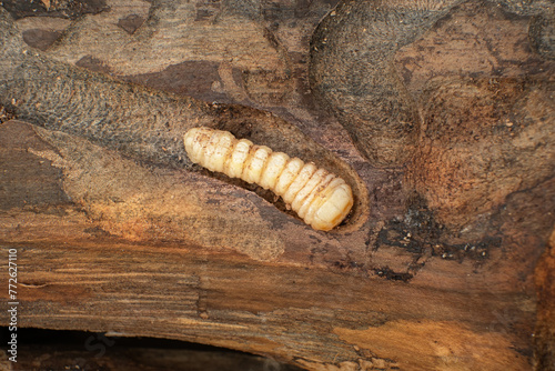 Bark beetle larva in a tree. Woodworm larvae on a brown wood surface, macro photo