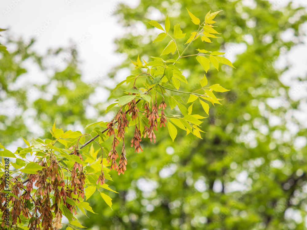 Summer branches of maple tree with green leaves and seeds Summer branches of maple tree with green leaves and seeds
