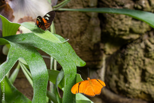A vibrant tableau captures two butterflies, one flaunting bold orange wings and the other black with orange stripes, amidst a lush, dew-speckled green foliage backdrop.