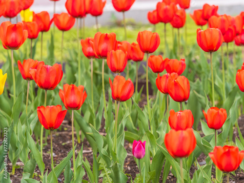 Colorful red tulips blossom in spring garden