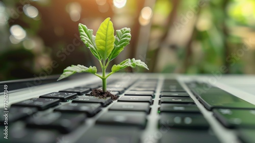 Laptop keyboard with plant growing on it. Green IT computing concept.