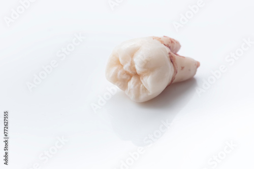 a freshly extracted wisdom tooth with some blood on a white background, visit to the dentist, oral care, space for copy, selective focus