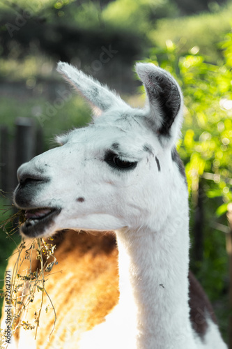 closeup of llama eating calmly © patoouupato