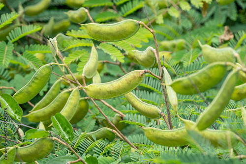 Pu'u Ma'eli'eli Trail, Honolulu Oahu Hawaii. Biancaea decapetala, commonly known as shoofly, Mauritius or Mysore thorn or the cat's claw, is a tropical tree species originating in India. photo