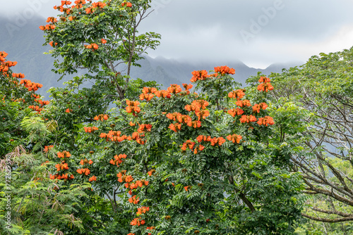 Pu'u Ma'eli'eli Trail, Honolulu Oahu Hawaii. Spathodea is a genus in the plant family Bignoniaceae. The single species it contains, Spathodea campanulata, is commonly known as the African tulip tree