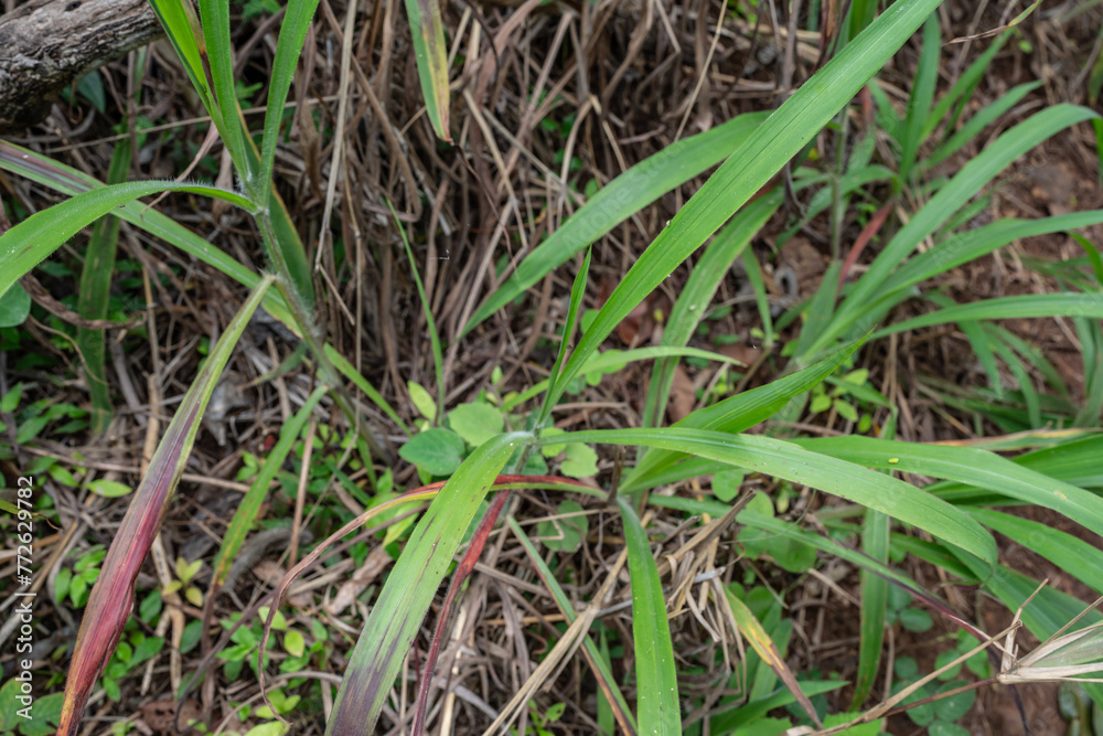 Pu'u Ma'eli'eli Trail, Honolulu Oahu Hawaii. Paspalum paniculatum,paspalum, bahiagrasses, crowngrasses or dallis grasses, Pu'u Ma'eli'eli Trail, Honolulu Oahu Hawaii. Paspalum paniculatum,paspalum, bahiagrasses, crowngrasses or dallis grasses,