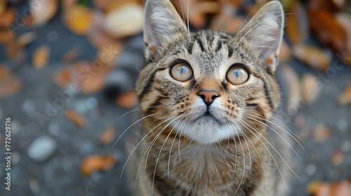 Curious Tabby Cat Among Autumn Leaves  Look Up At Camera